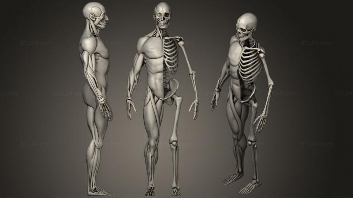 Анатомия скелеты и черепа (ЧЕЛОВЕК, ANTM_1228) 3D модель для ЧПУ станка